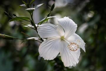 Weisser Hibiskus, Malvengewächs einzelne Blüte © Frozen Action