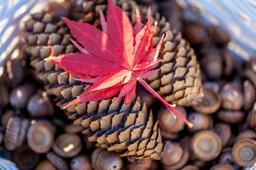 Brown pine cones, acorns and autumn oak leaves in a white basket selective focus