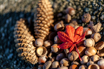 Brown pine cones, acorns and autumnal leaf on a stone background selective focus 