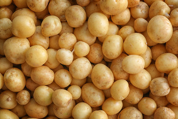 Heap of raw organic potato, closeup