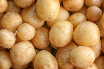 Heap of raw organic potato, closeup