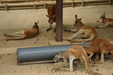 多摩動物公園 休息するカンガルーの群れ