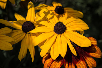 Gelber Rudbeckia hirta, Rauer Sonnenhut