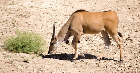 Antelope in the park