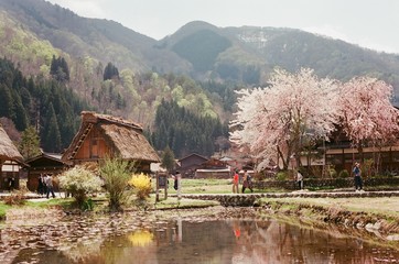 Naklejka premium Sakura w Shirakawago