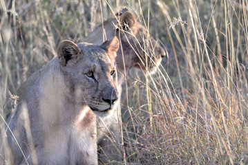 Lion