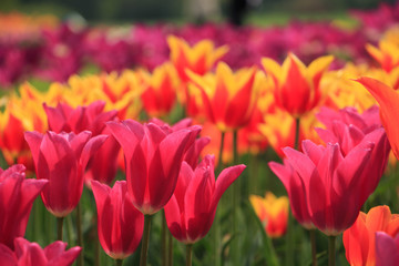 Obraz premium Colorful tulips field