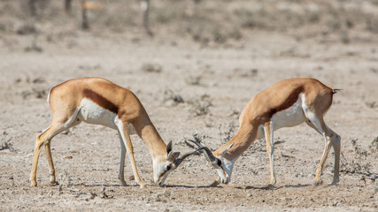 Fighting antelopes (Antidorcas marsupialis),  Etosha National Park, Namibia