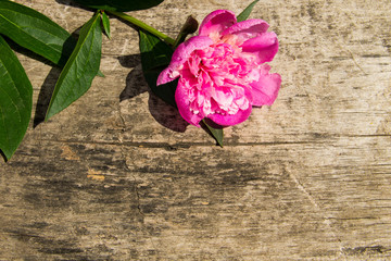 Fototapeta na wymiar Pink peony flower on rustic wooden background with copy space. Top view