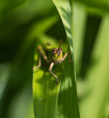 Face to face with a grasshopper