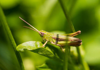 Grasshopper from the side