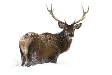Red deer isolated on white background