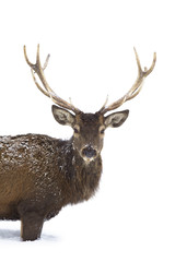 Red deer isolated on white background