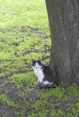 Homeless cat in a city park