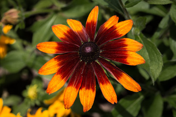 Einzelne orange Summerina,  Rudbeckia hirta, Rauer Sonnenhut