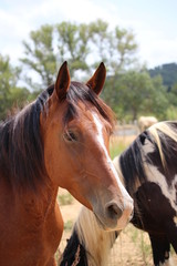 Fototapeta premium portrait de cheval brun