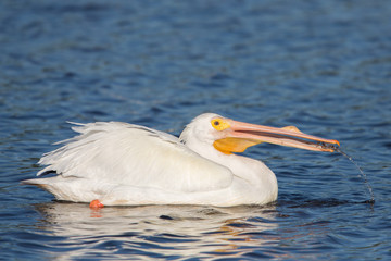 Fototapeta na wymiar Great white pelican (Pelecanus onocrotalus), Florida, United States