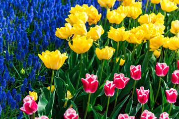 Obraz premium Beautiful flowers in the park