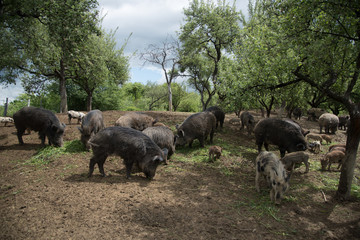 Wild boars
