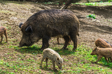 Wild boars