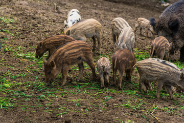 Wild boars
