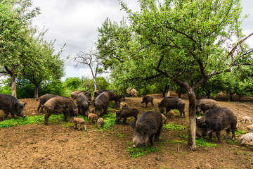 Wild boars