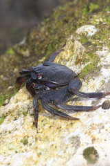 TIERE_2591_rote_Klippenkrabbe