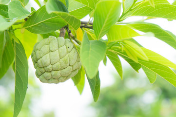 Fototapeta premium custard apple on the tree fruit of thailand