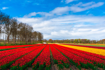 Tulips field
