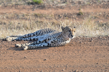 Gepard © Robert Styppa