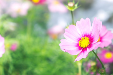 pink cosmos flowers , daisy blossom flowers in the garden