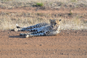 Gepard © Robert Styppa