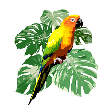 sun conure parrot with green tropical monstera leaf illustration, bird vector on white background