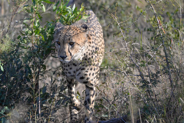 Gepard © Robert Styppa