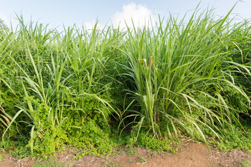 Sugar cane field in Martinique