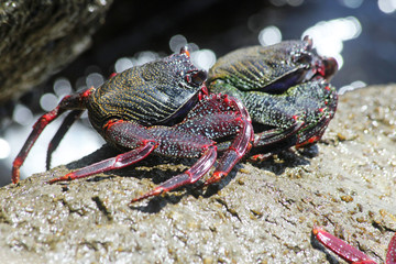 TIERE_2416_rote_Klippenkrabbe