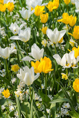 Obraz premium Beautiful spring flowers
