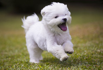 Naklejka na ściany i meble dog playing / white maltese dog playing and running on green grass and plants background