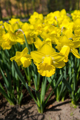 Obraz premium Beautiful spring flowers