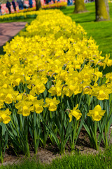 Obraz premium Beautiful spring flowers