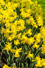 Beautiful spring flowers