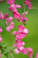 Polygonaceae is Pink flowers with bee