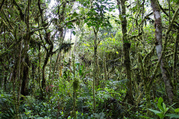 Essence of Nature Esencia de la Naturaleza