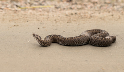 Brown female of Common European Adder, Vipera berus, crawling on dirt road