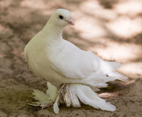 White dove in the forest on a green nature