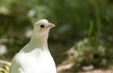 White dove in the forest on a green nature