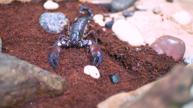 4K Black Scorpion Insect Bug, Dangerous Insect Animal, Stinger