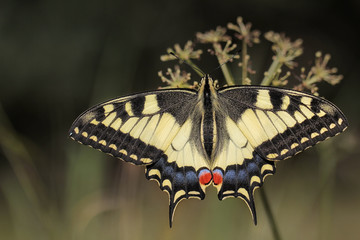 Swallowtail Papilio machaon