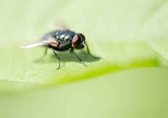 Fly on a green leaf in the open air