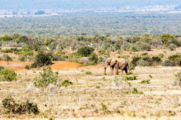 Bush Elephant walking in the field